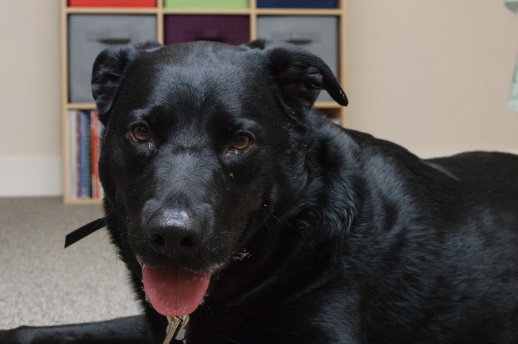 Our dog Ellie on her first day with us