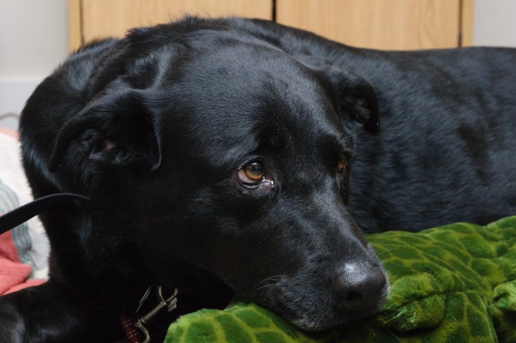 Our dog Ellie on her first day with us