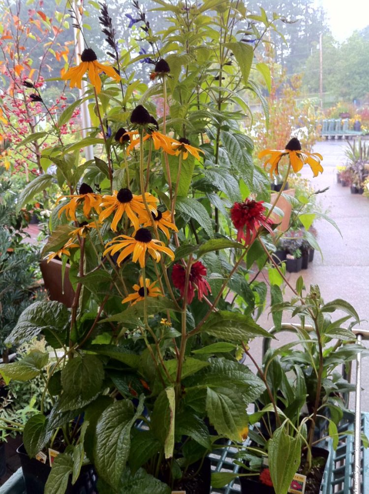 The first wave of new plants from the good folks at Cornell Farms, the first picture on my blog taken with my iPhone