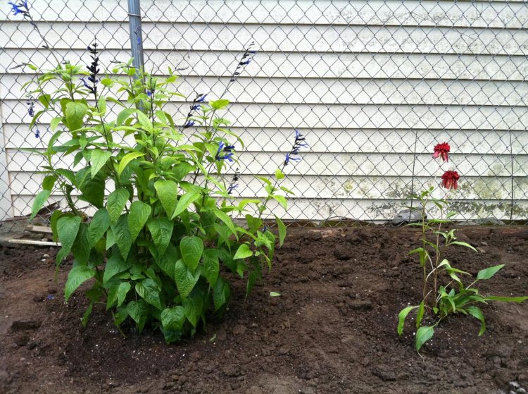 Will the hot papaya coneflower survive the winter and bloom again next year? Here's hoping!