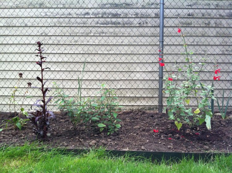 The lobelia (the maroon plant on the left) straightened up and prepared to bloom, setting a good example for the others. It has since bloomed the most violent red flowers I've ever seen.