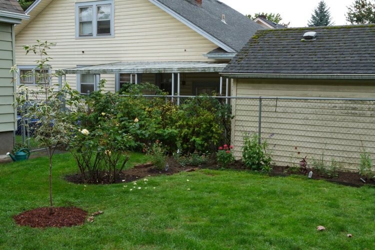 The humble start of our hummingbird garden, with the ever menacing raspberries in back