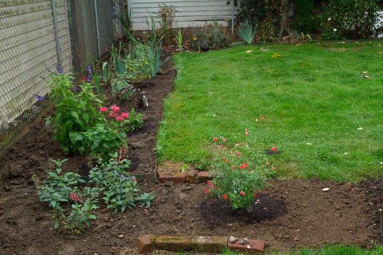 All of the plants in the lower two-thirds of the picture are new, the cape fuchsia in the lower left was transplanted from the front while the rest were purchased at nurseries.