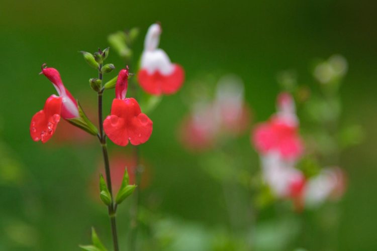 Hot lips salvia blossoms in the rain