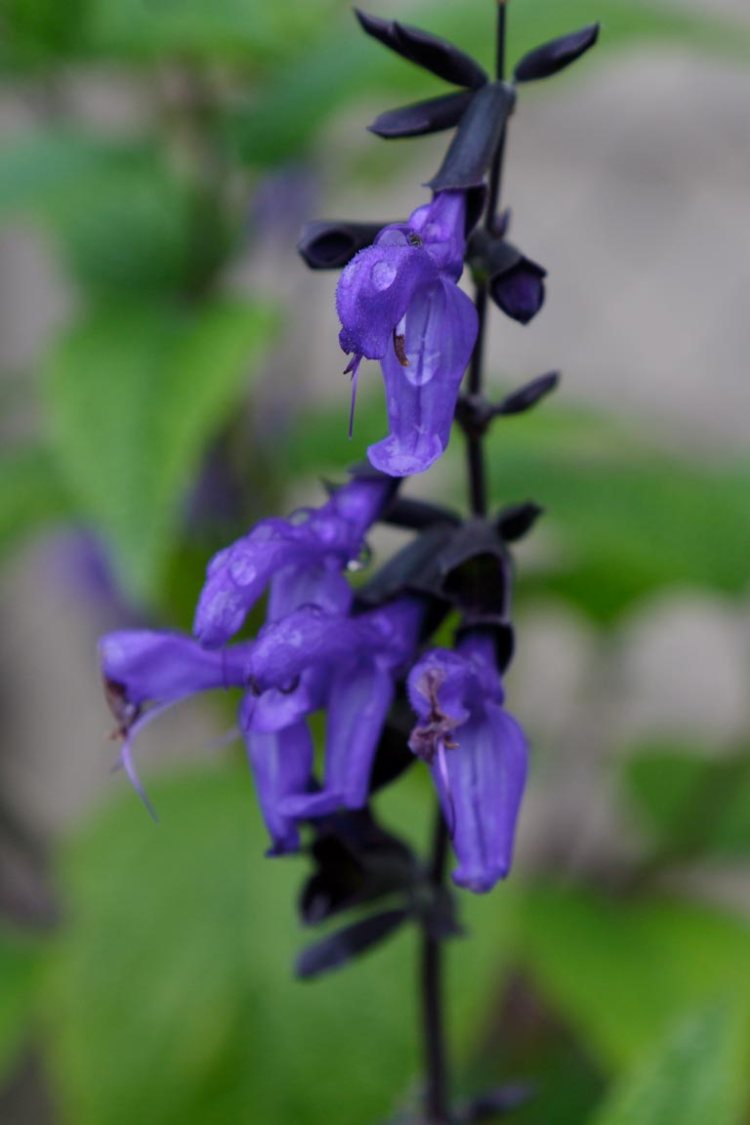 Good pictures of the new plants will have to wait until spring, but even this snapshot shows the distinctive blossoms that give the black-and-blue salvia its name