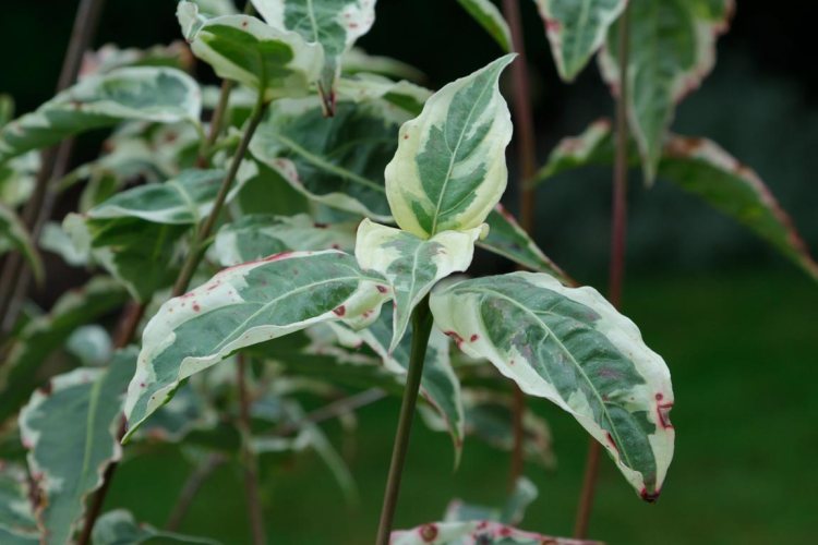The leaves of the Korean dogwood just starting to turn red with the fall