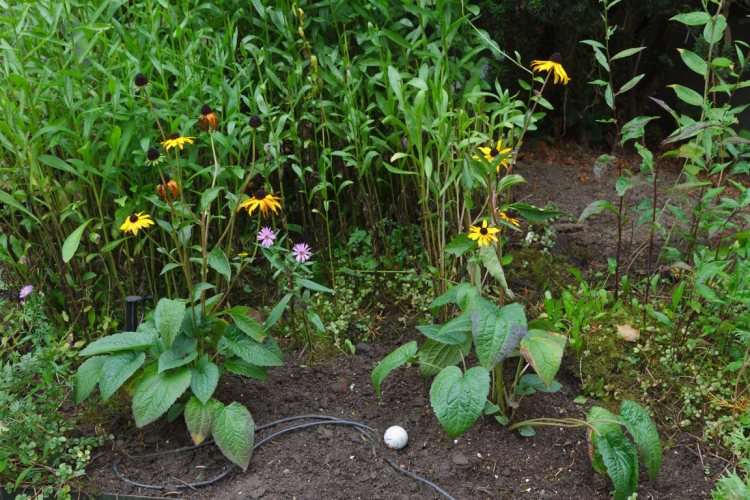 The new black-eyed Susans joined the golf ball out front to add some color in front of the daisies