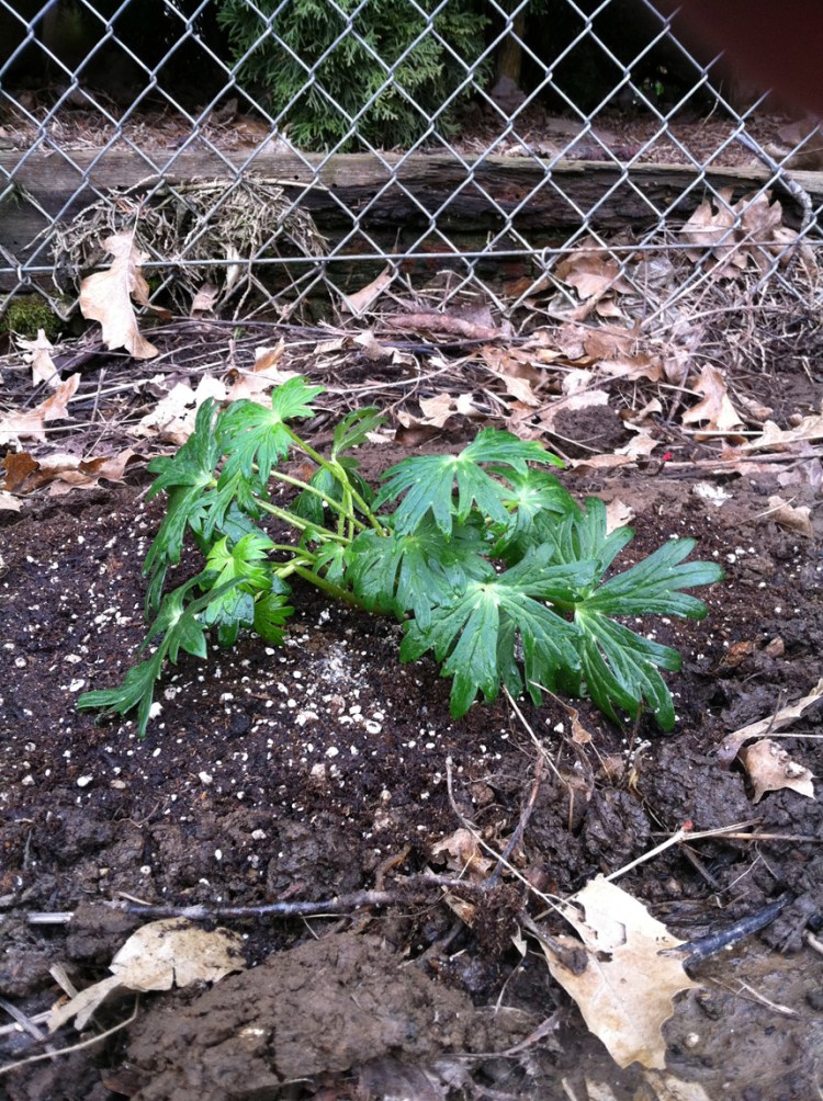 Thankfully I took a quick snapshot with my iPhone after planting our new larkspur as the slugs didn't take long to strip it bare.