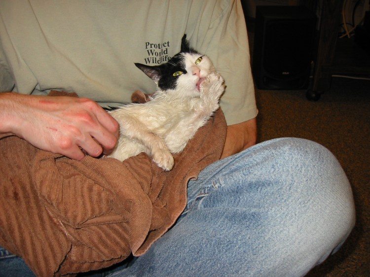 I hold our cat Scout as she grooms herself after getting a bath